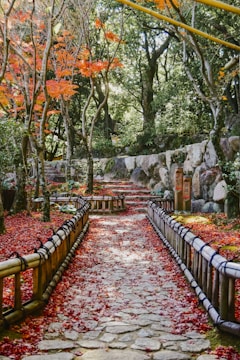 gray concrete pathway between orange and green trees
