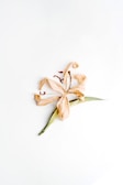 brown and white flower on white surface