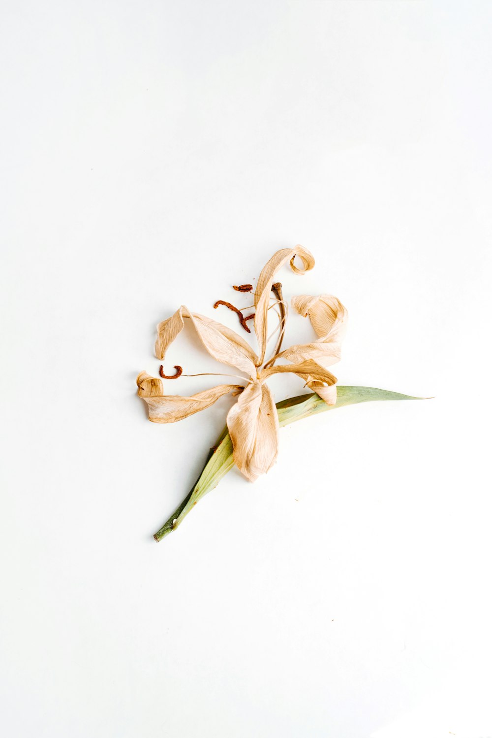 brown and white flower on white surface