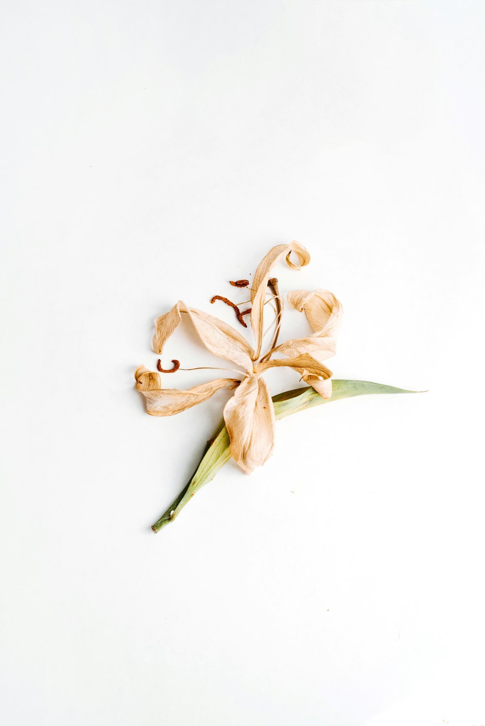 Flor marrón y blanca sobre superficie blanca