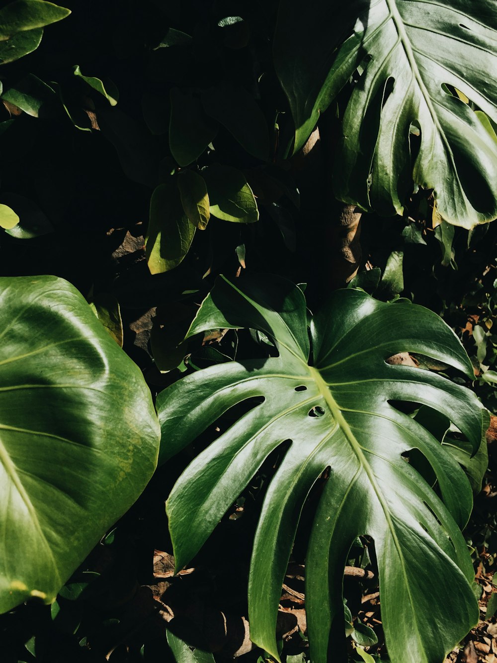 green leaves in close up photography