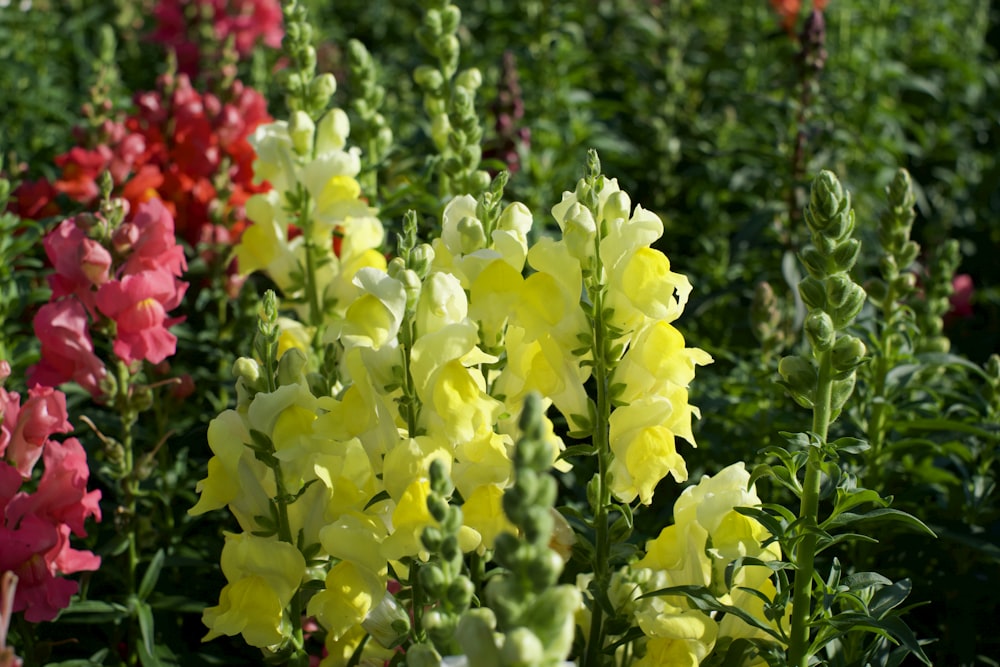 yellow and red flowers with green leaves