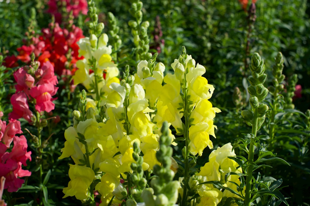 yellow and red flowers with green leaves