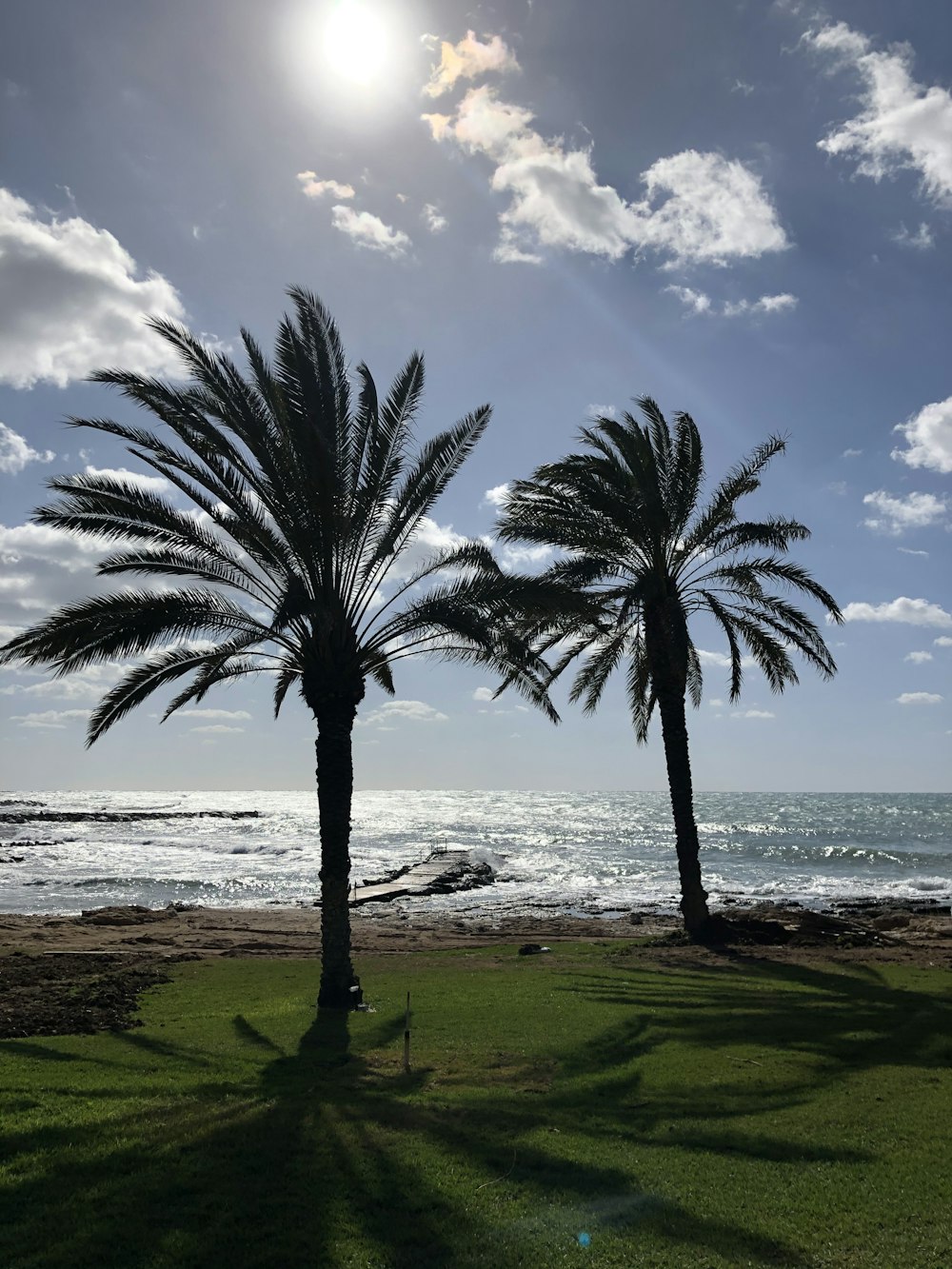 Palmera verde en campo de hierba verde cerca del cuerpo de agua durante el día