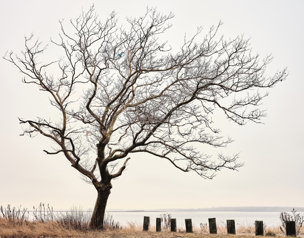 leafless tree on brown grass field during daytime