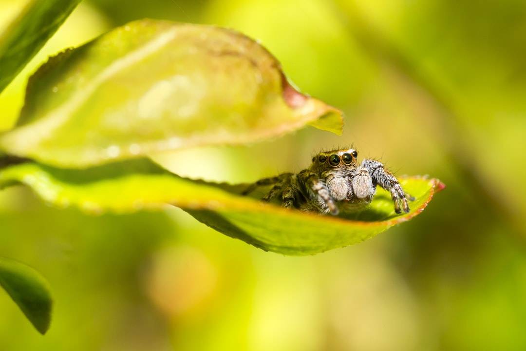 brown and black insect on green leaf