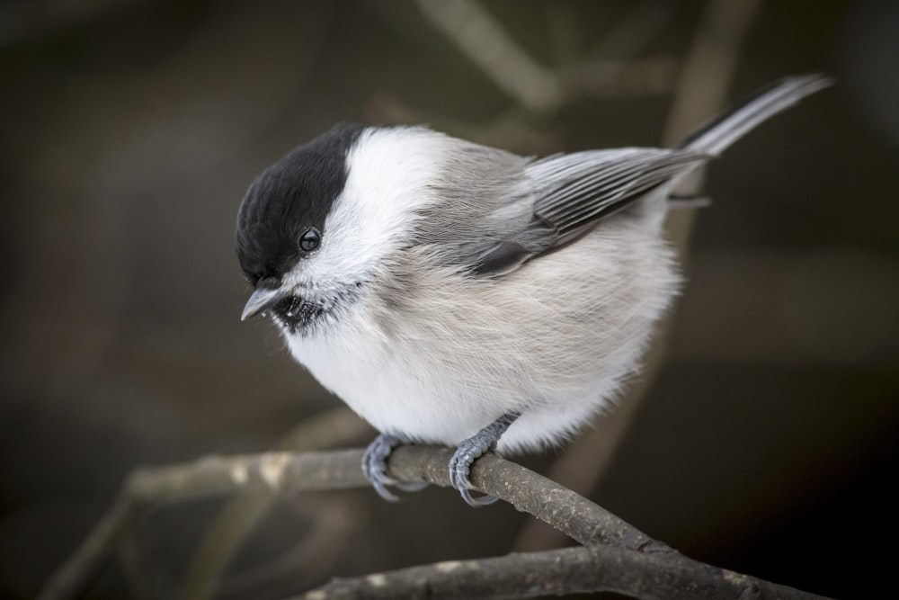 white and black bird on brown tree branch