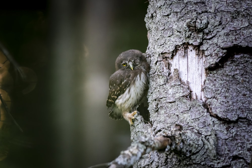 brown and white bird on tree branch