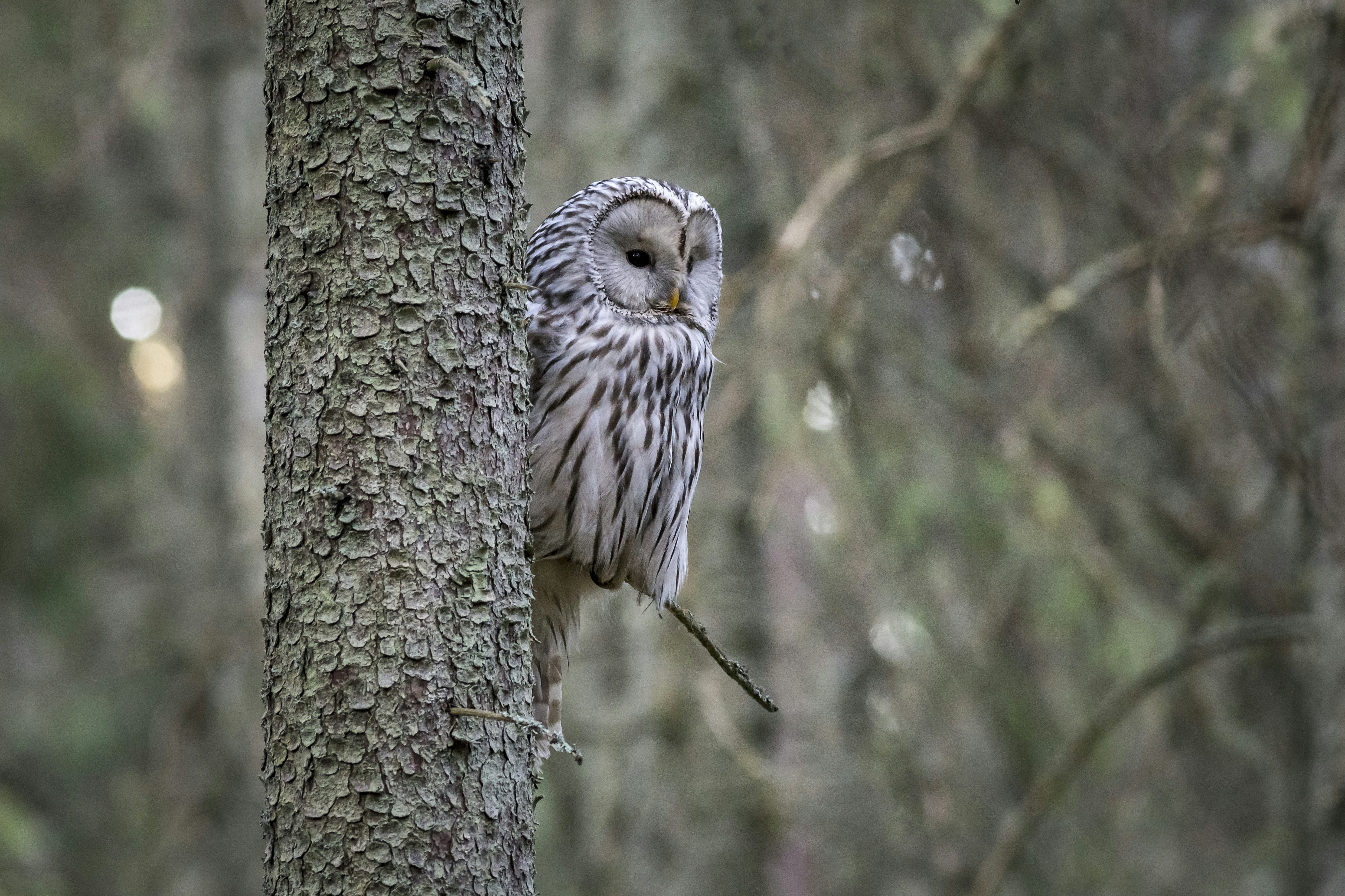 Photo by erik_karits