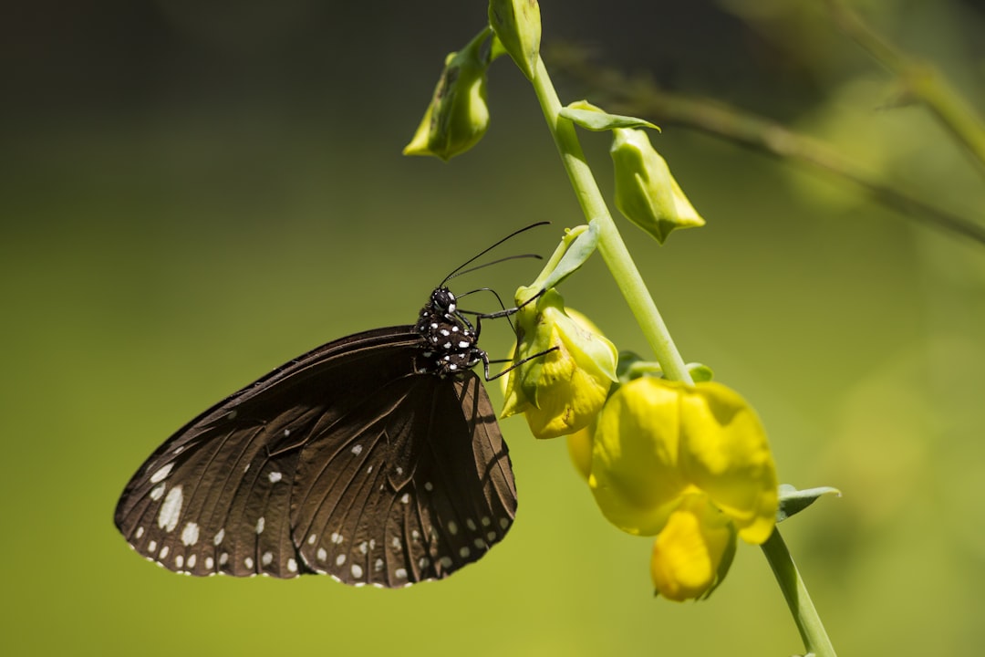 black and white butterfly perched on yellow flower