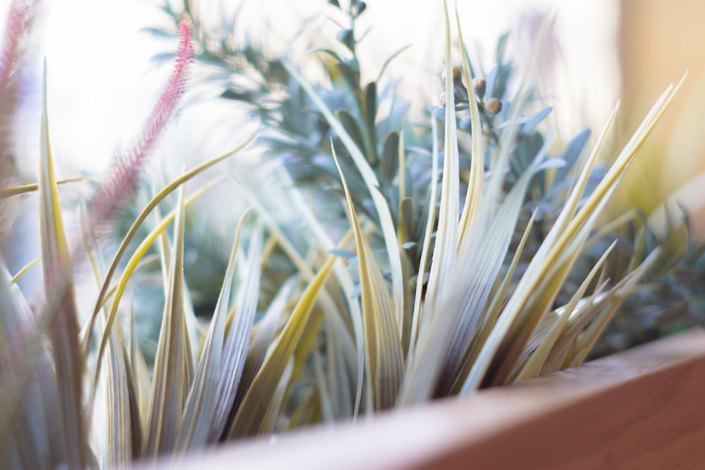 green plant in brown pot