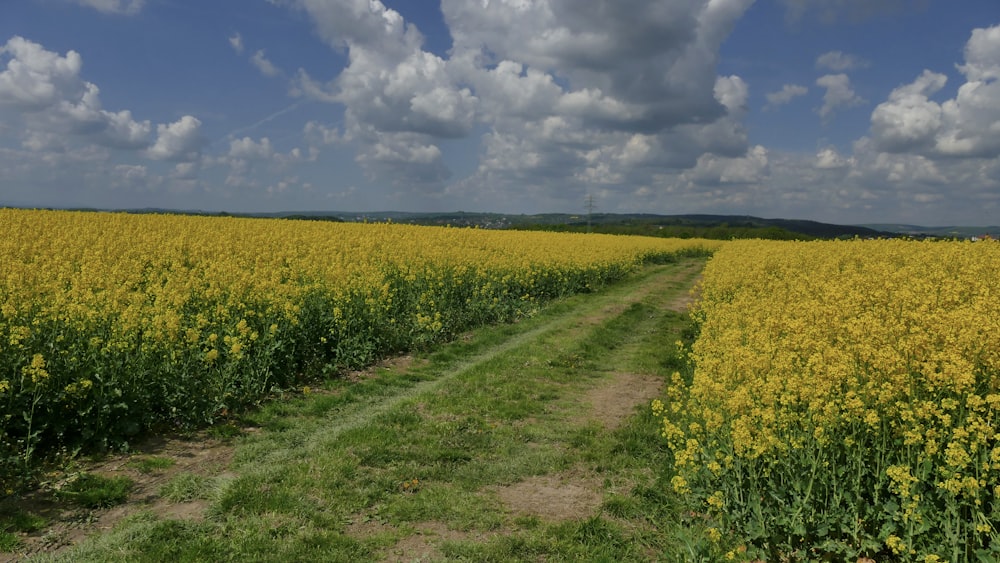 campo de hierba verde bajo el cielo azul y nubes blancas durante el día