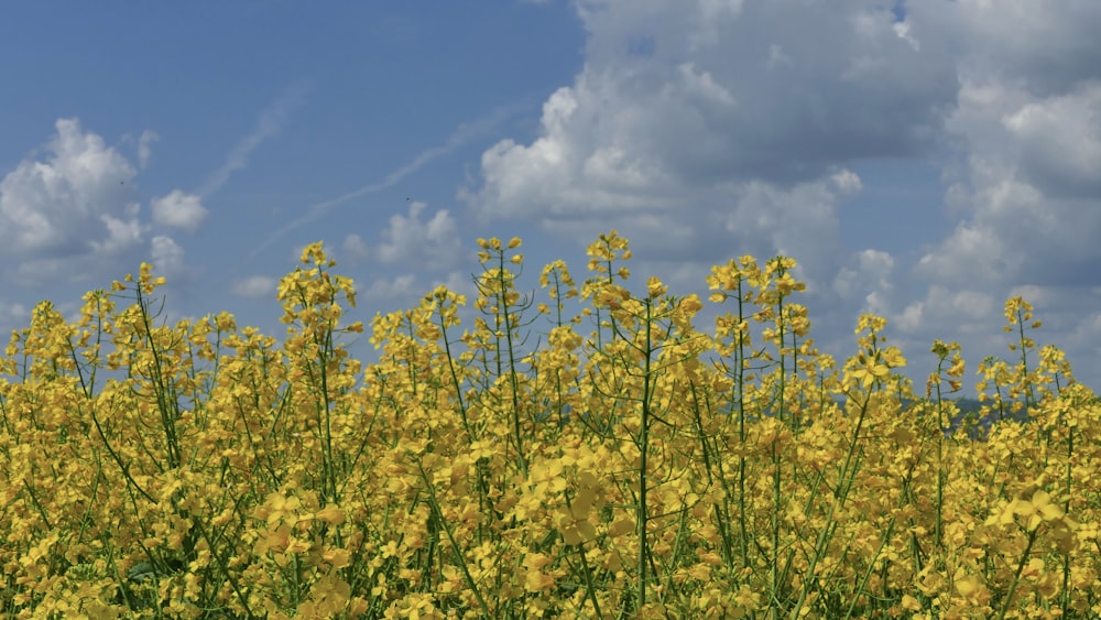 yellow flower field under blue sky and white clouds during daytime