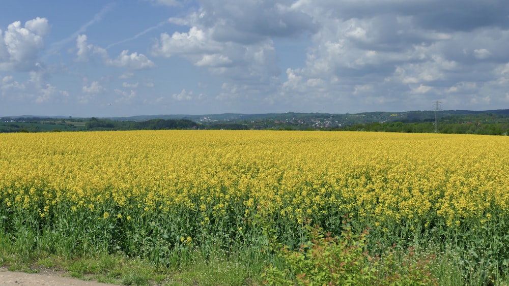 yellow flower field under blue sky during daytime