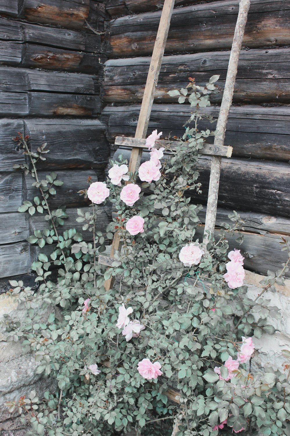 pink flowers with green leaves on brown wooden fence