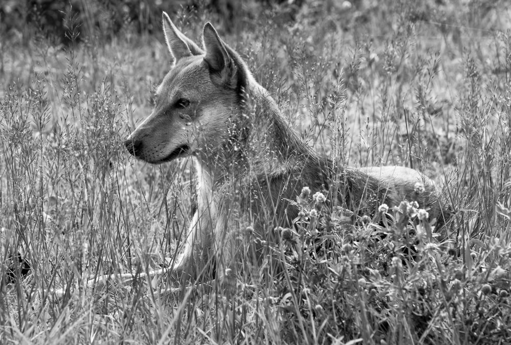 grayscale photo of dog on grass field