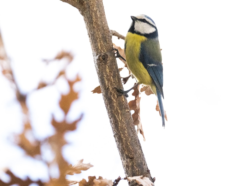 pássaro amarelo e azul no galho marrom da árvore durante o dia