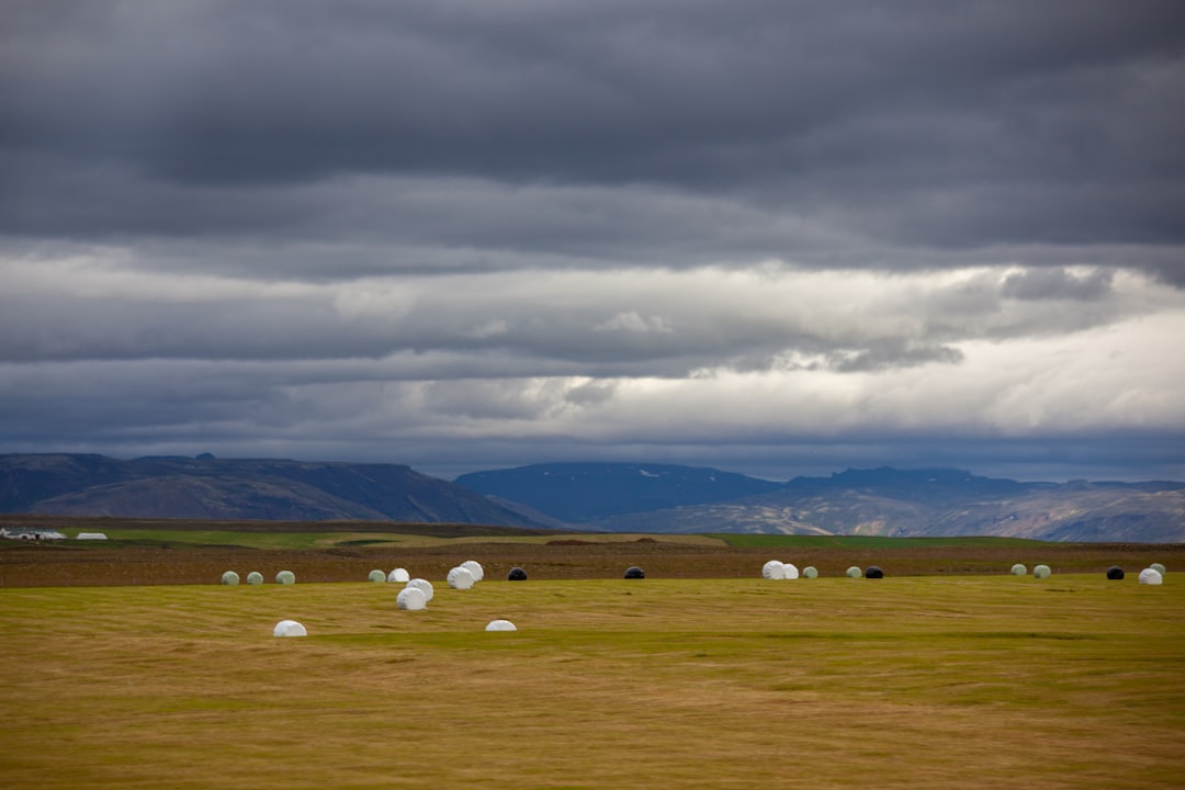 white sheep on green grass field under white clouds during daytime