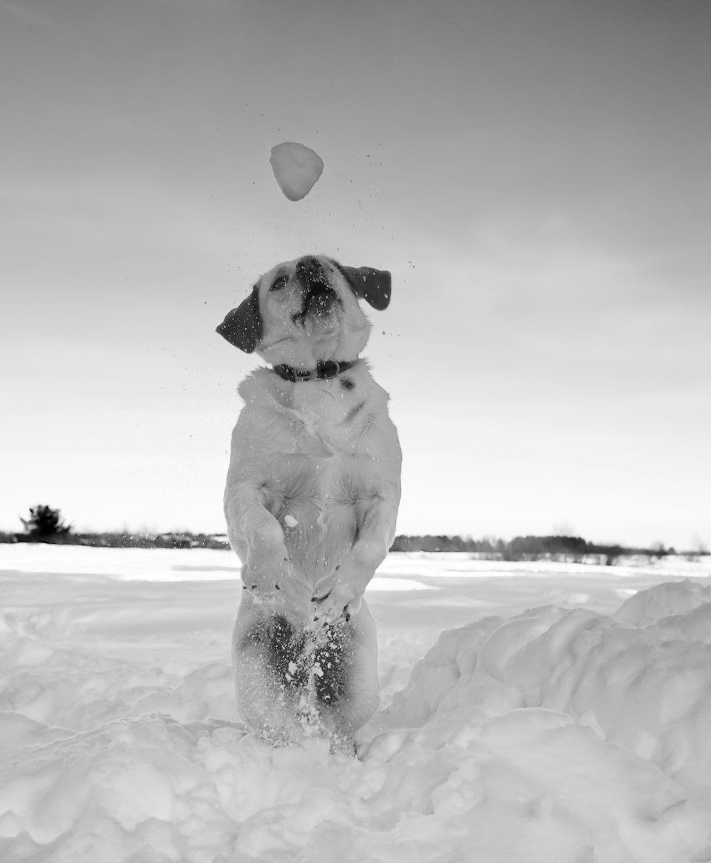 grayscale photo of dog on snow covered ground