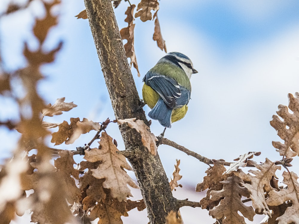pájaro azul y amarillo en la rama marrón del árbol durante el día