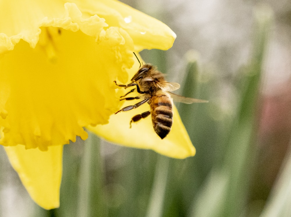 abeille perchée sur la fleur jaune en gros plan photographie pendant la journée