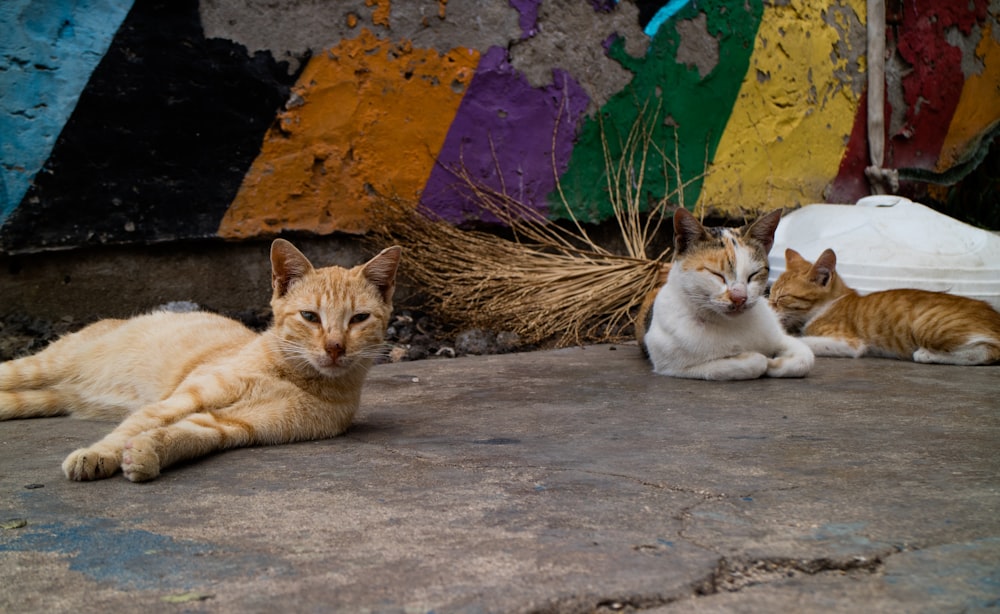 orange tabby cat lying on concrete floor