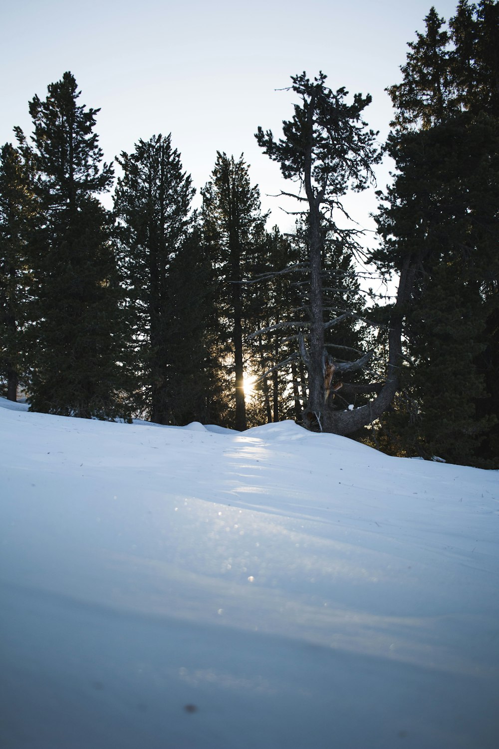 green pine trees on snow covered ground during daytime