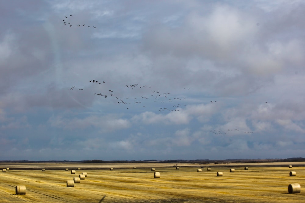 flock of birds flying over brown field during daytime