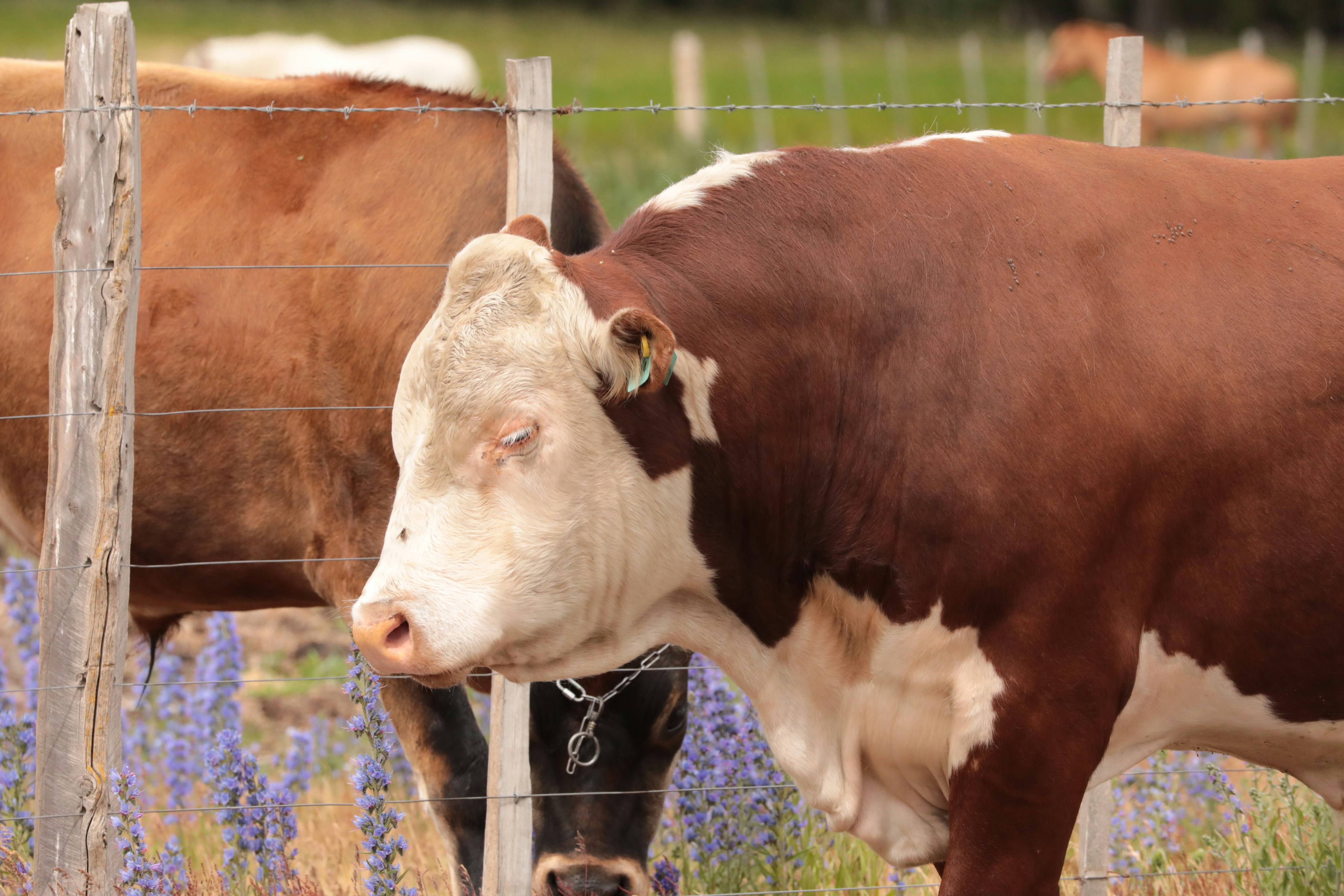 brown and white cow on green grass field during daytime