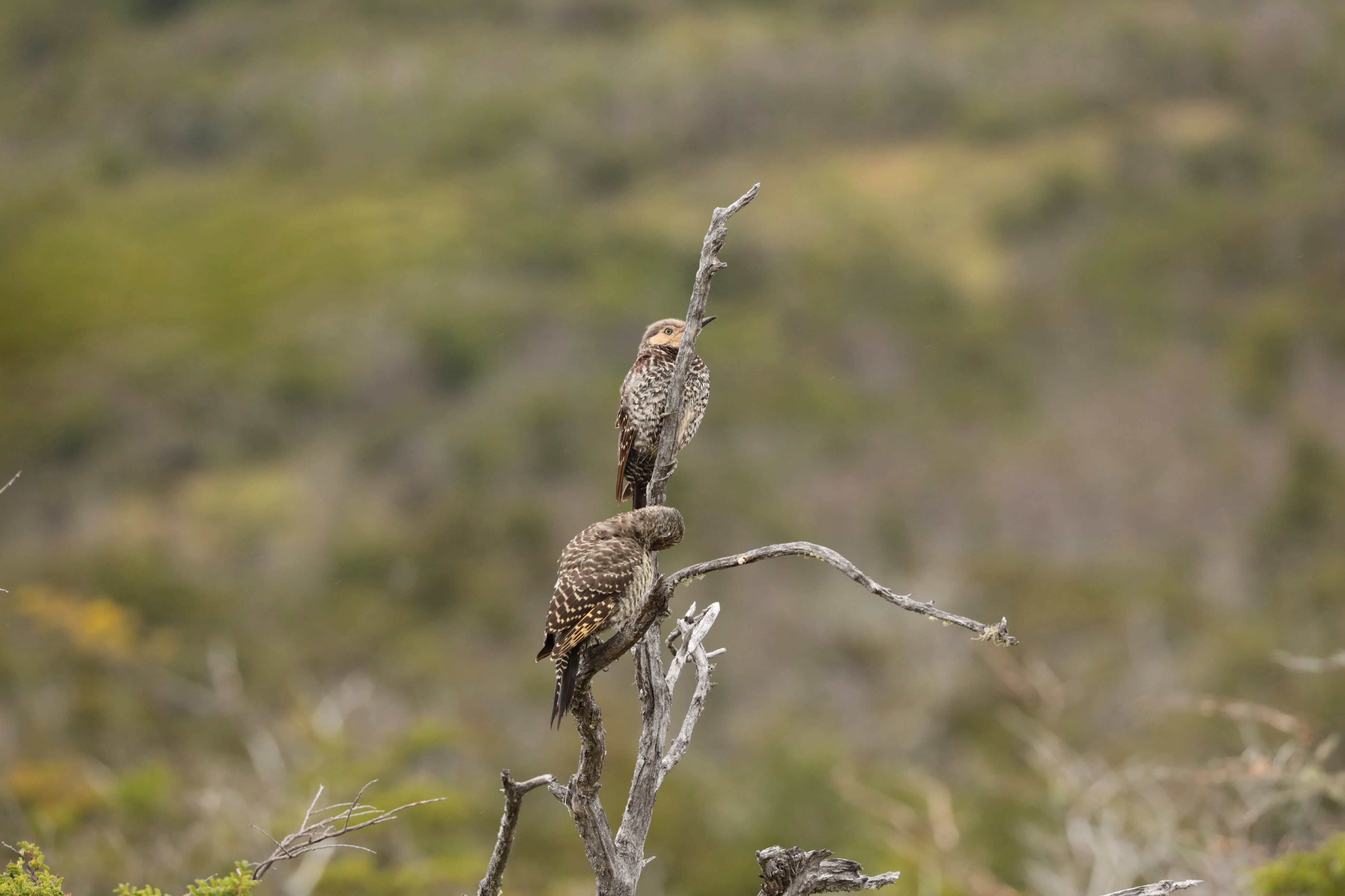 brown and white owl on brown tree branch during daytime