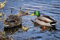 brown and green mallard duck on water