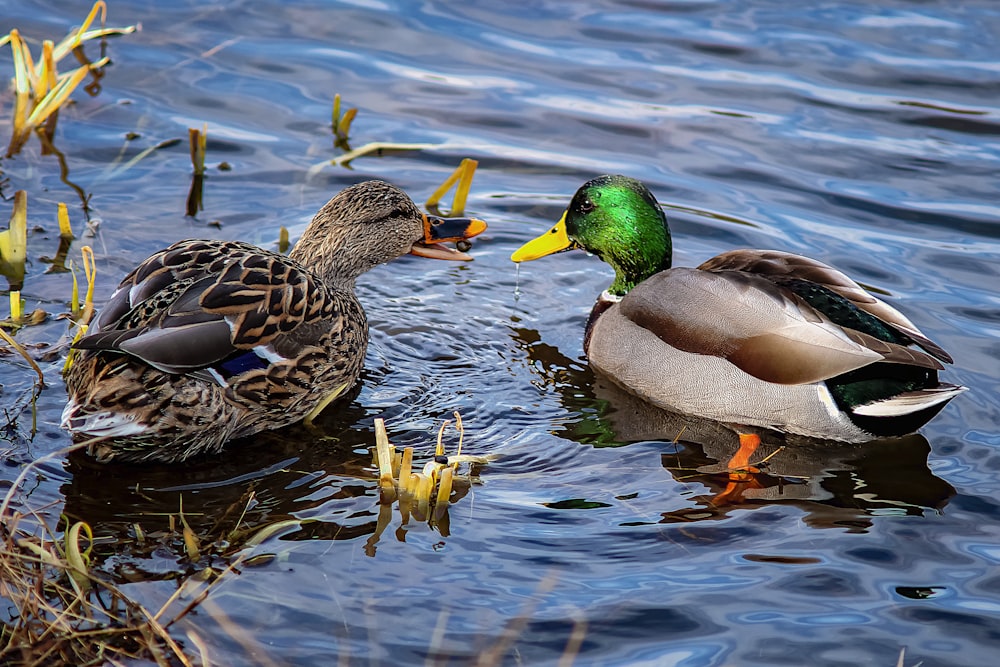 Pato real marrón y verde en el agua