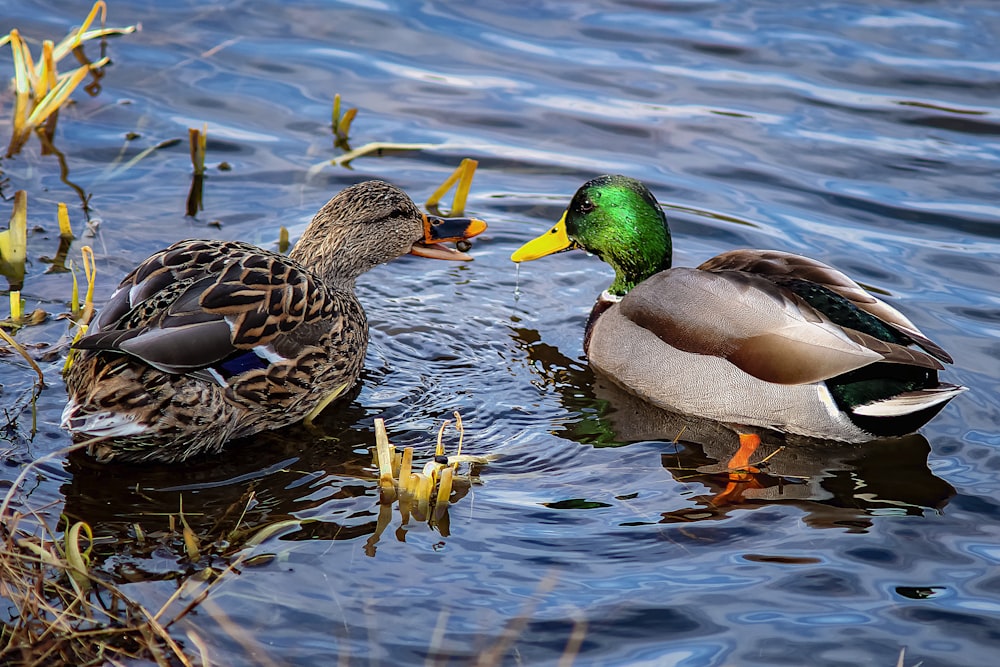 brown and green mallard duck on water