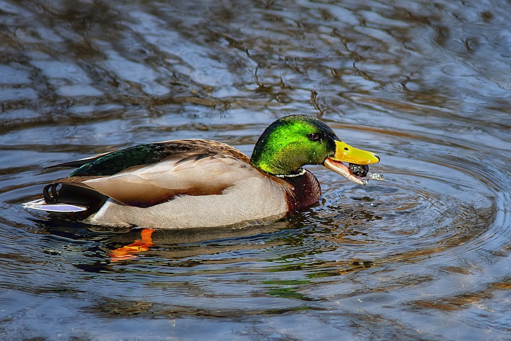 brown and green mallard duck on water