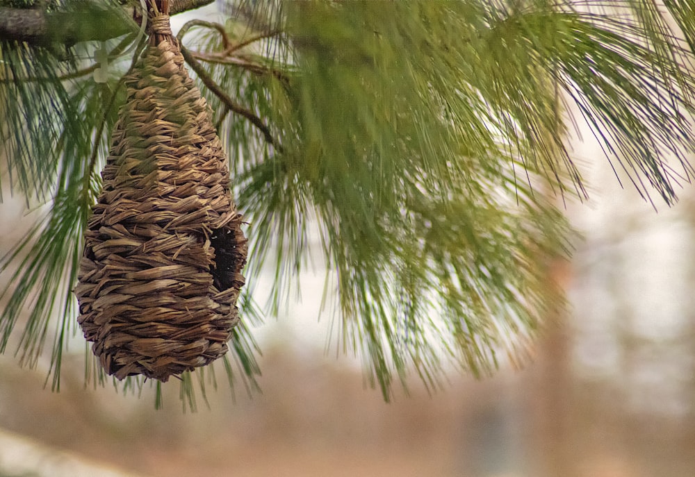 green pine cone in close up photography