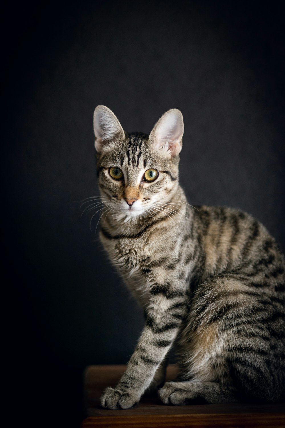 brown tabby cat in black background