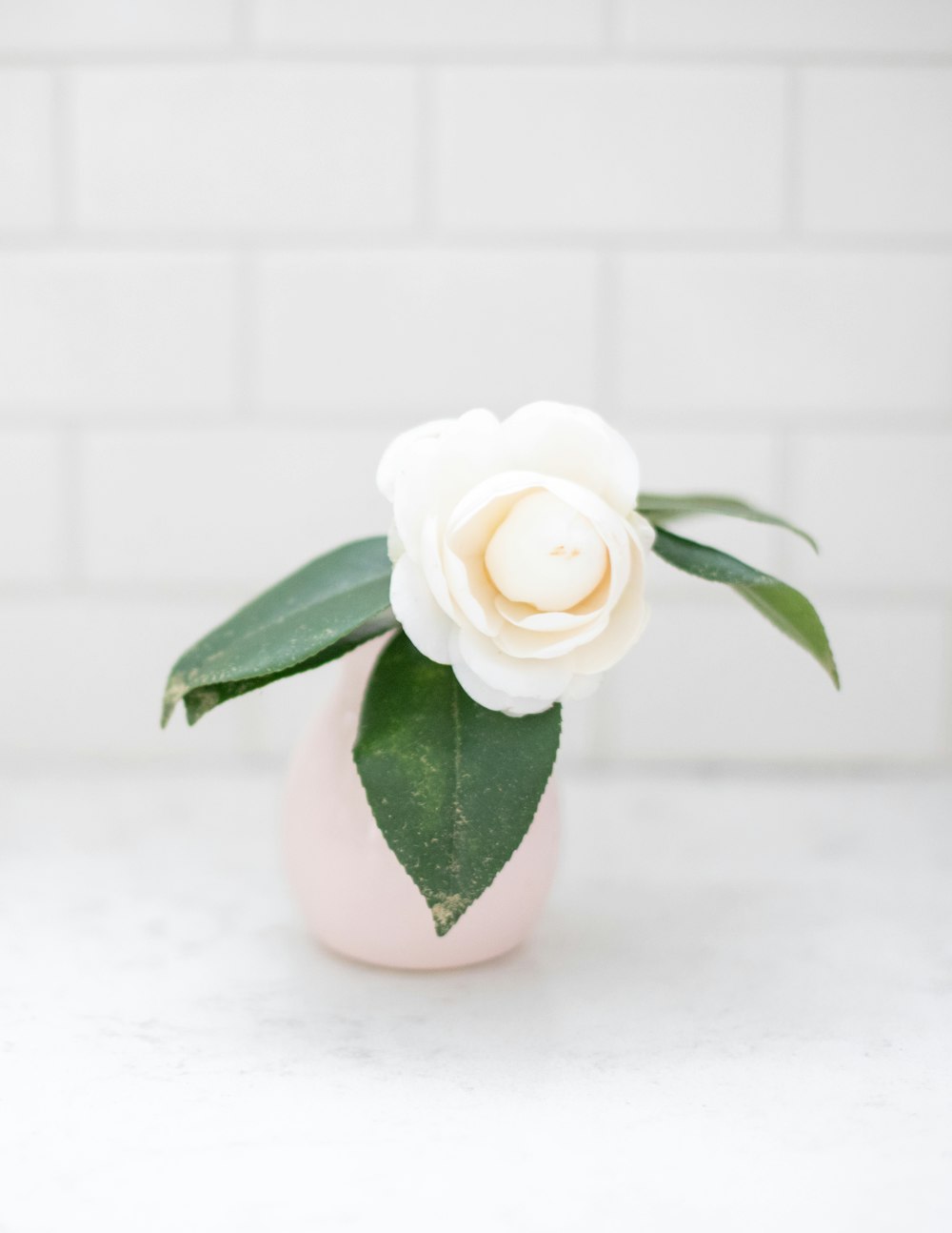 white rose in white ceramic vase