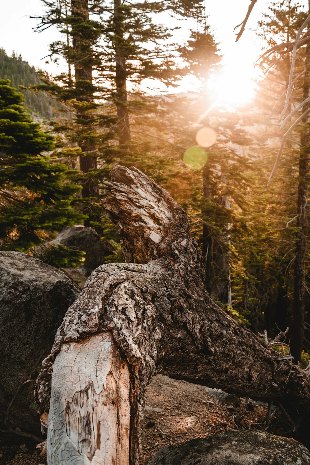 arbres verts sous un ciel ensoleillé