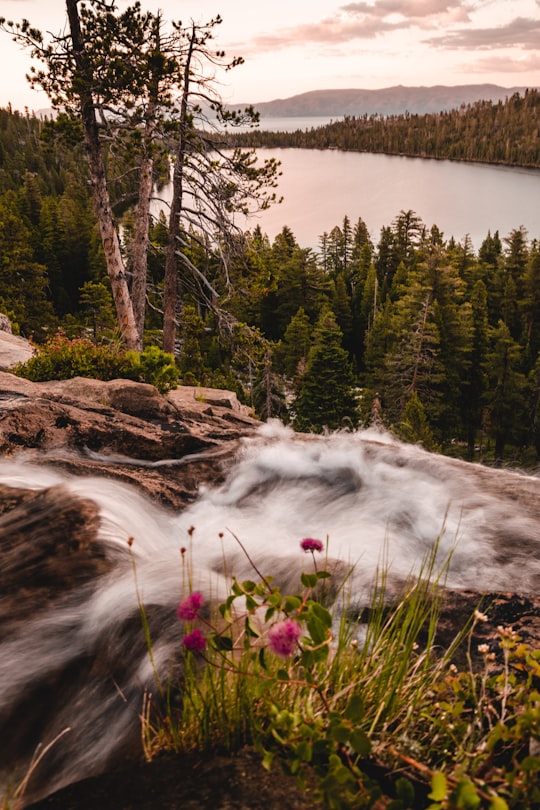 green trees near body of water during daytime in Tahoe United States