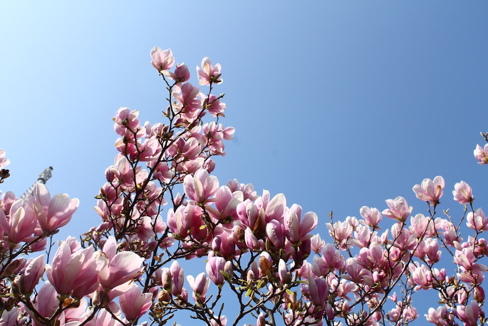 낮에는 갈색 나뭇가지에 분홍색 꽃이 핀다.