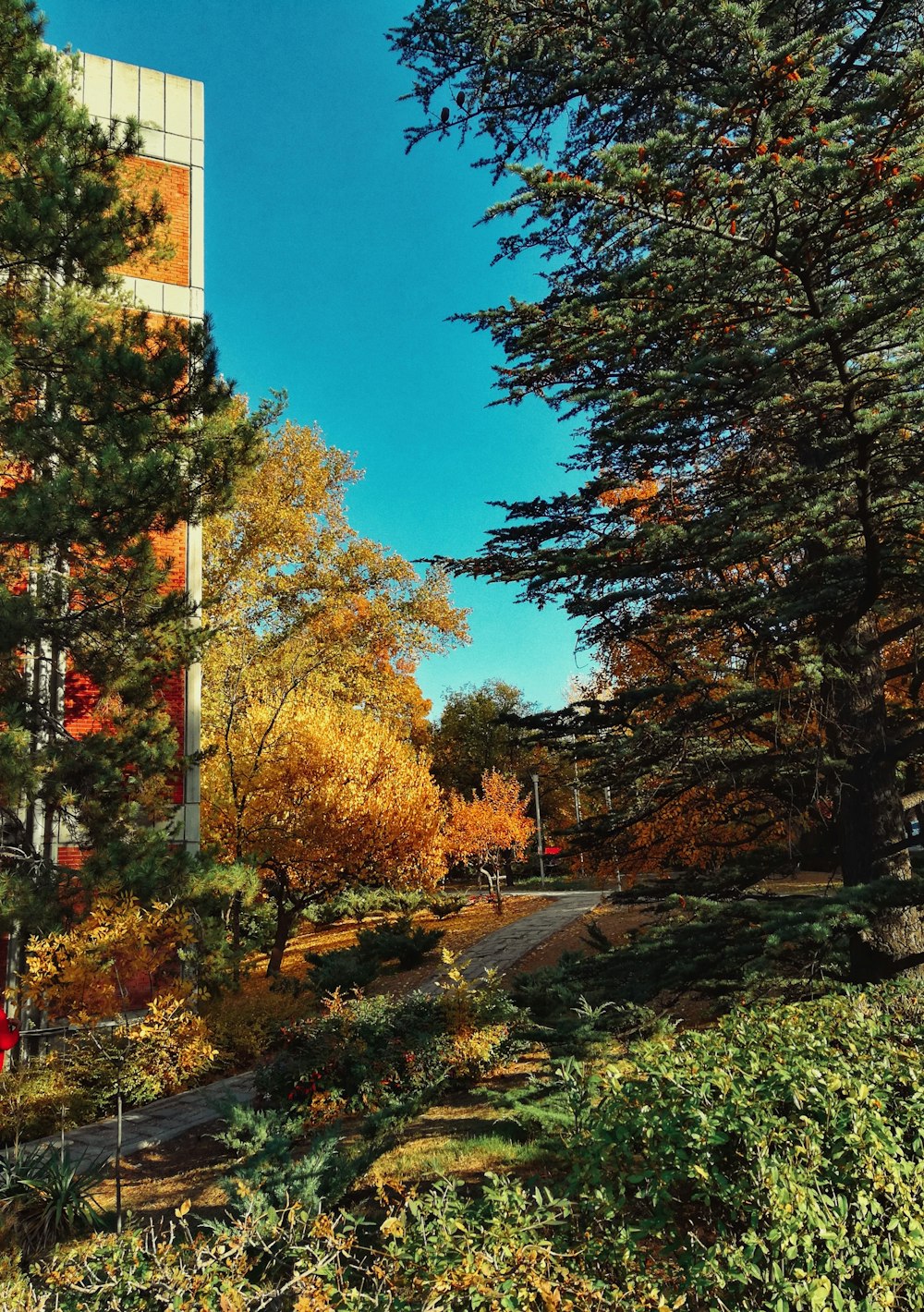 arbres verts et jaunes près de la route pendant la journée