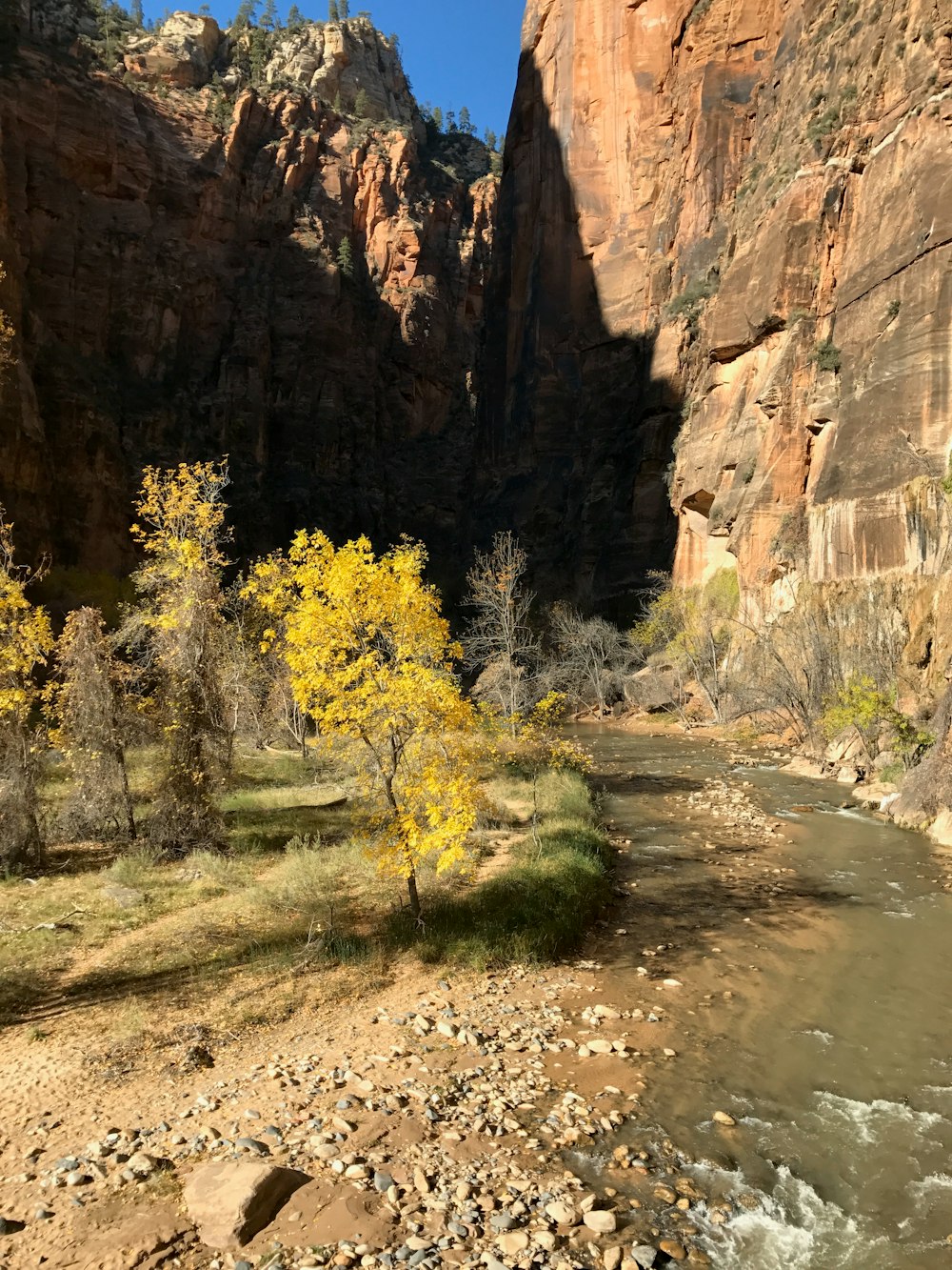 green trees beside river during daytime