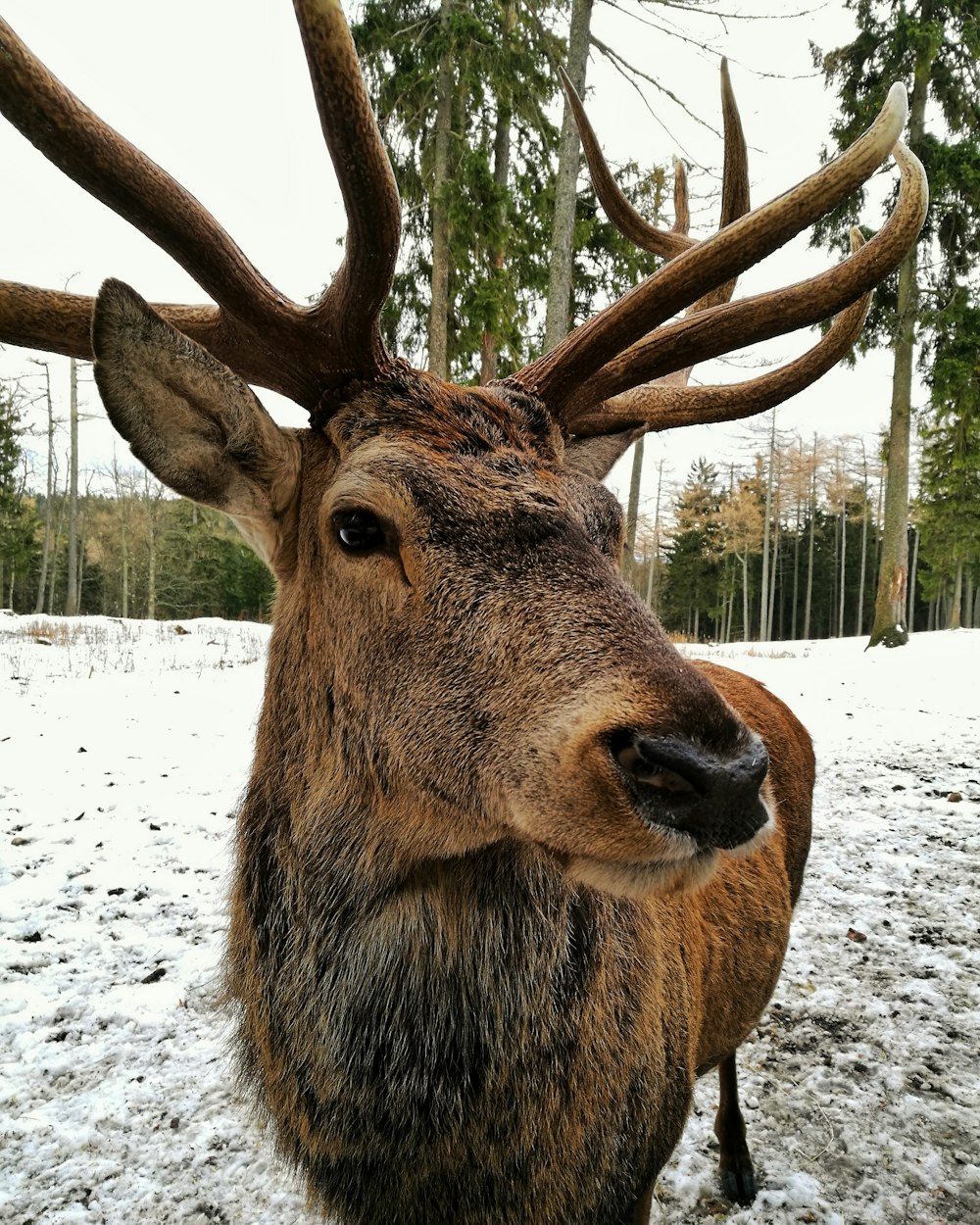 brown deer on snow covered ground during daytime