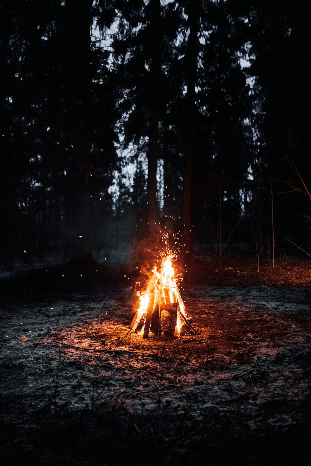밤 시간 동안 숲에서 모닥불