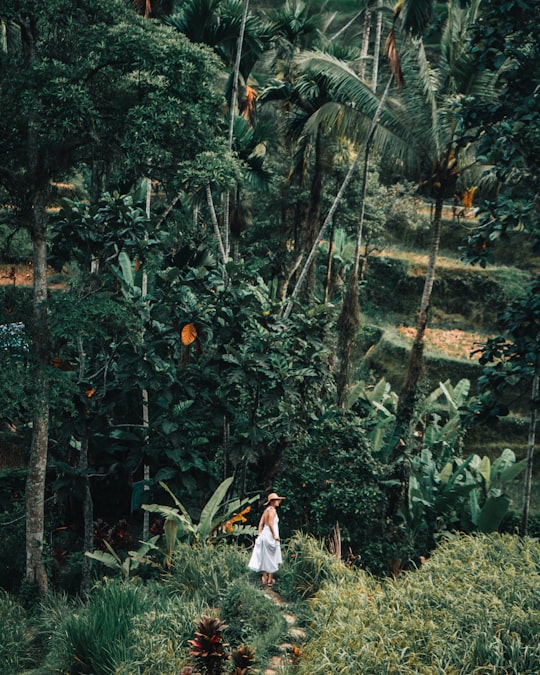 woman in white dress standing on forest during daytime in Tegallalang Indonesia