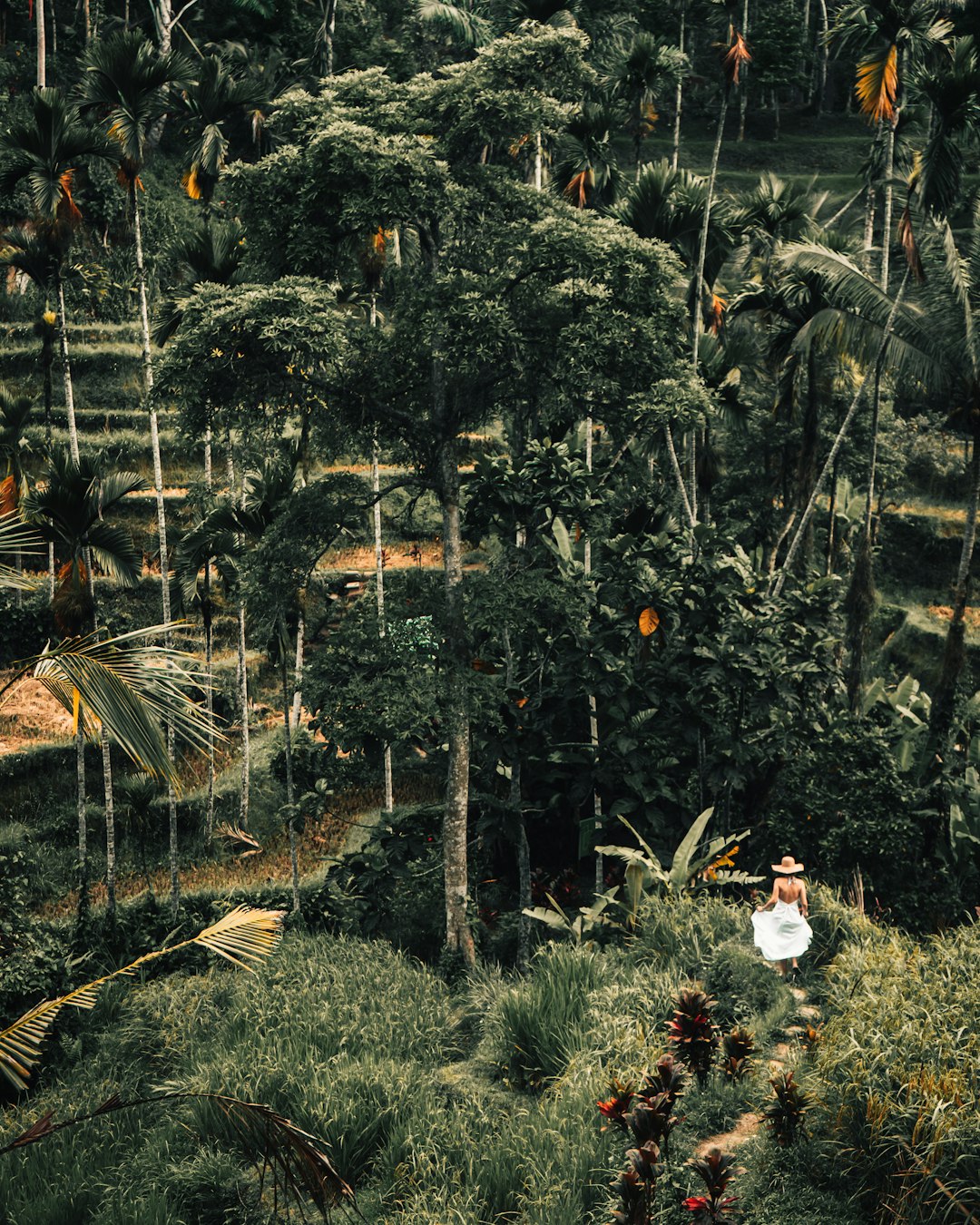 Forest photo spot Tegallalang Ubud