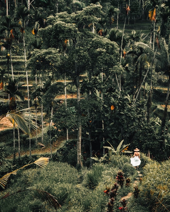 white and yellow bird on green plants during daytime in Tegallalang Indonesia