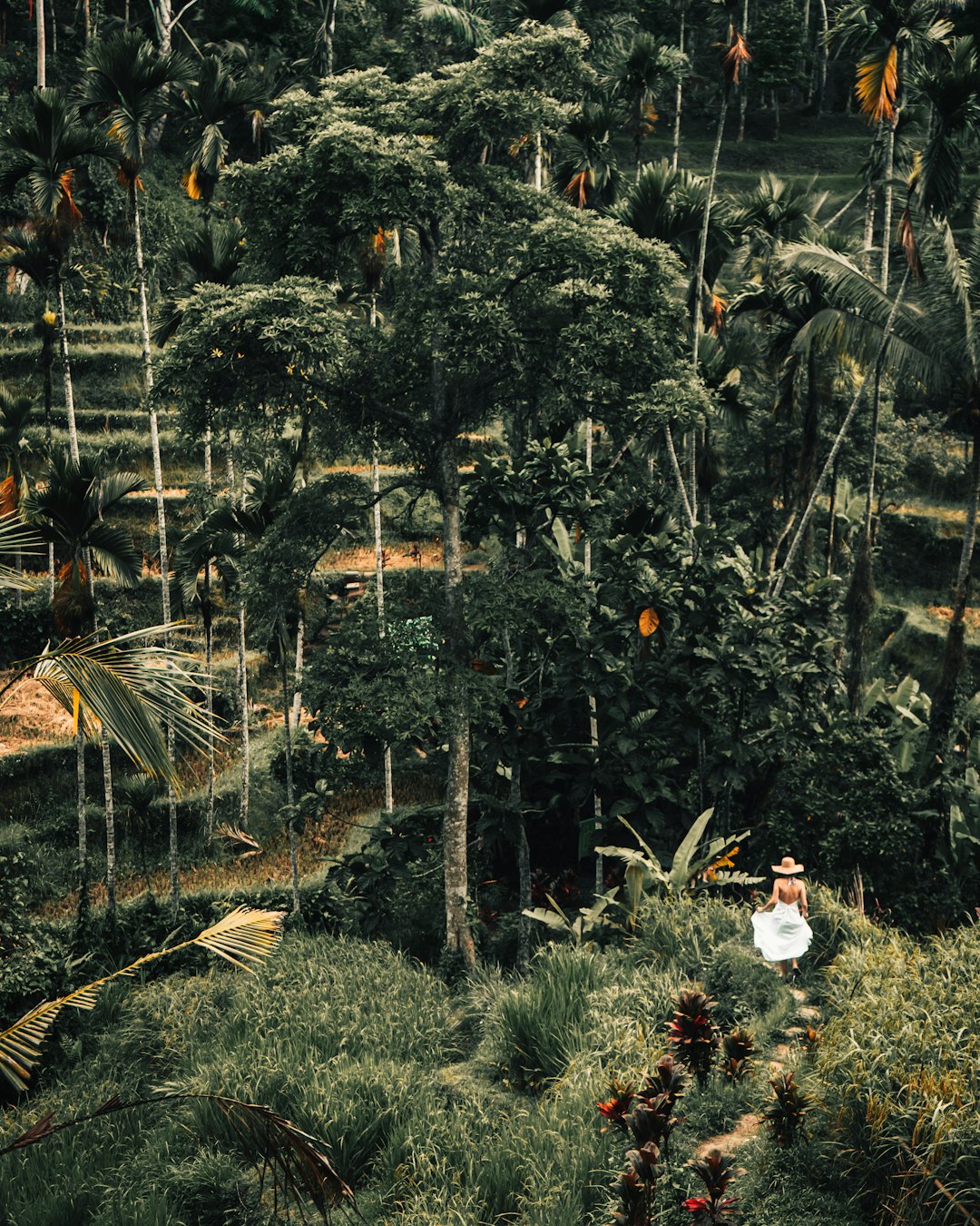 Forest photo spot Tegallalang Bali