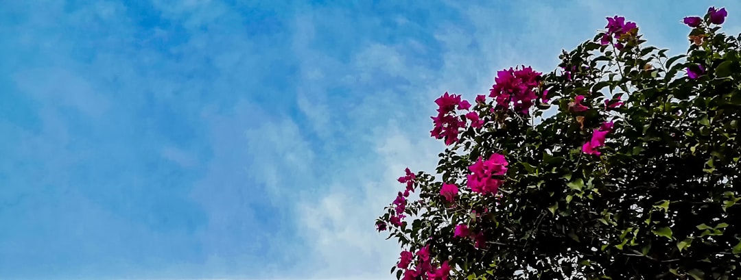 purple flowers under blue sky