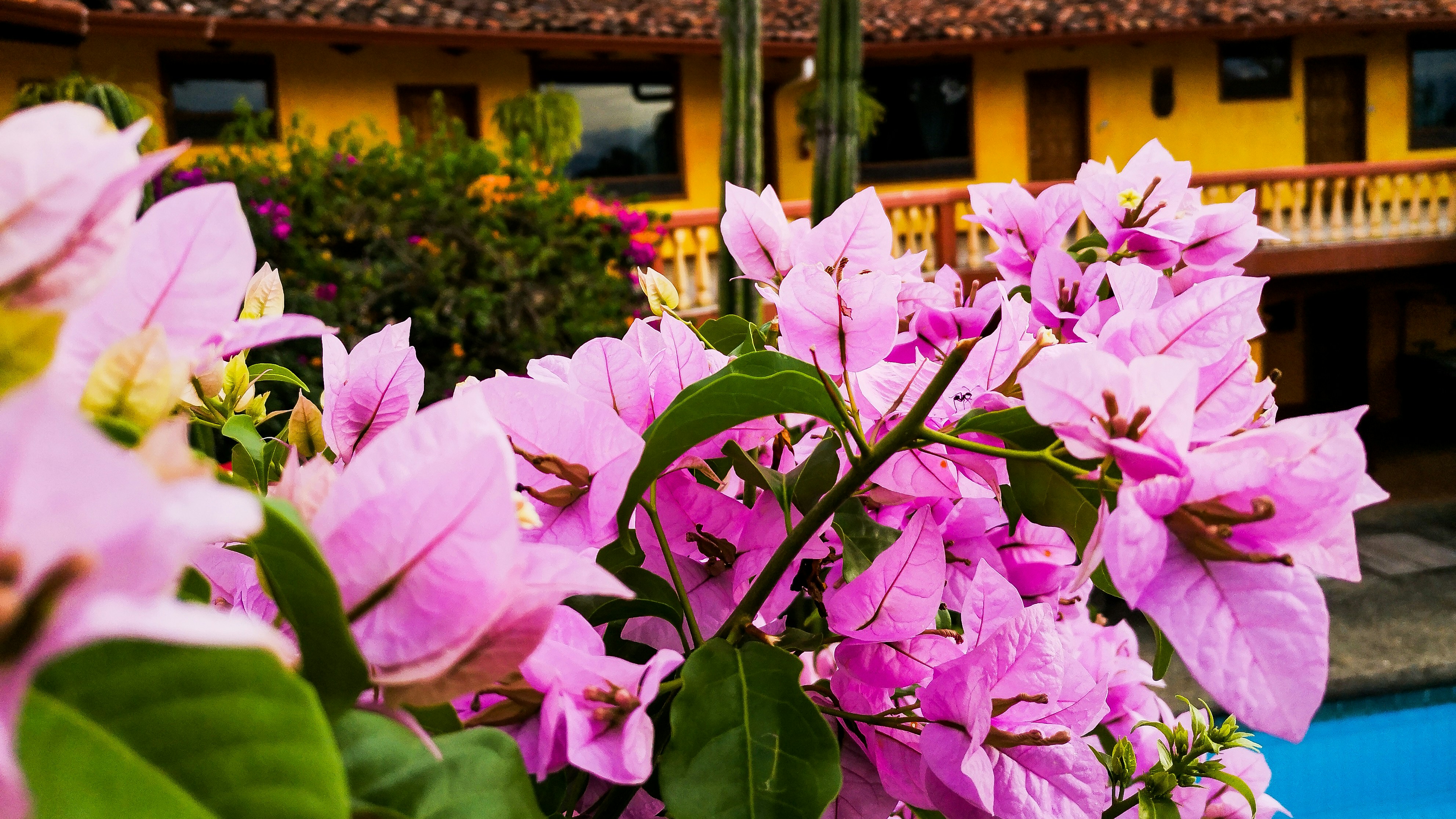 beautiful purple and pink flowers in view from above into colonial house with pool. Cactus are often part of spanish colonial housing. Yellow walls with brown roof. Many windows and doors. No One, No Body